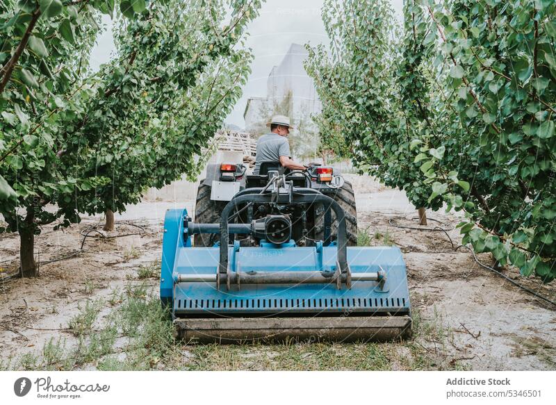 Anonymer männlicher Landwirt, der mit einem Traktor Gras entfernt Mann Bauernhof mähen entfernen Laufwerk Baum Obstgarten Arbeit tagsüber Ackerbau Aprikose