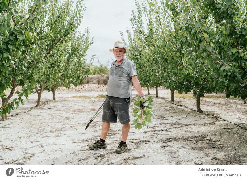 Älterer Bauer mit Astschere und Zweig Mann Landwirt Stutzen Obstgarten Baum Garten Sommer Landschaft üppig (Wuchs) männlich Saison Frucht Aprikose Bauernhof