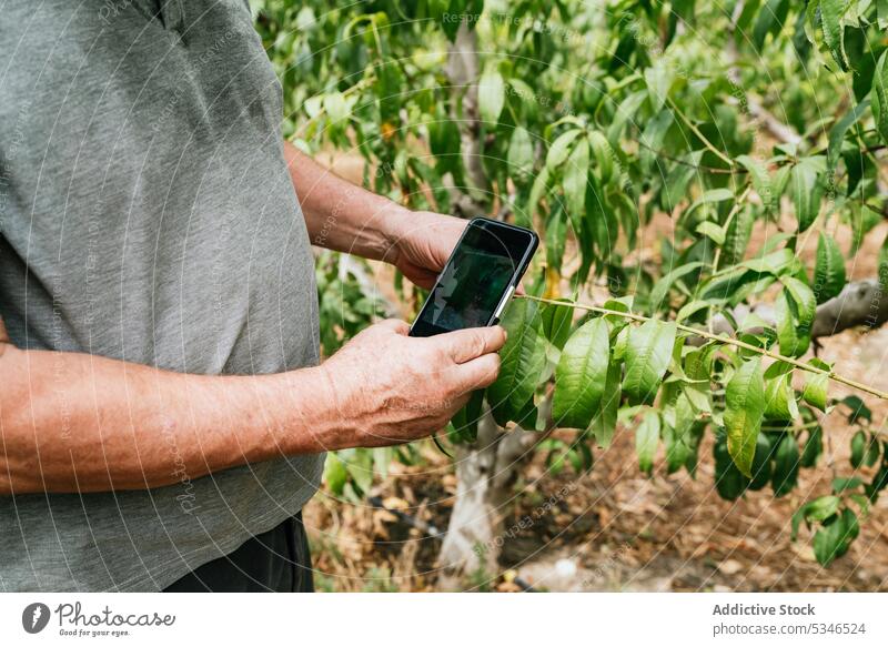 Landwirt schießt Blätter von Obstbäumen Mann fotografieren Blatt Baum Smartphone Obstgarten Ast prüfen tagsüber Frucht männlich Garten Moment Telefon Mobile