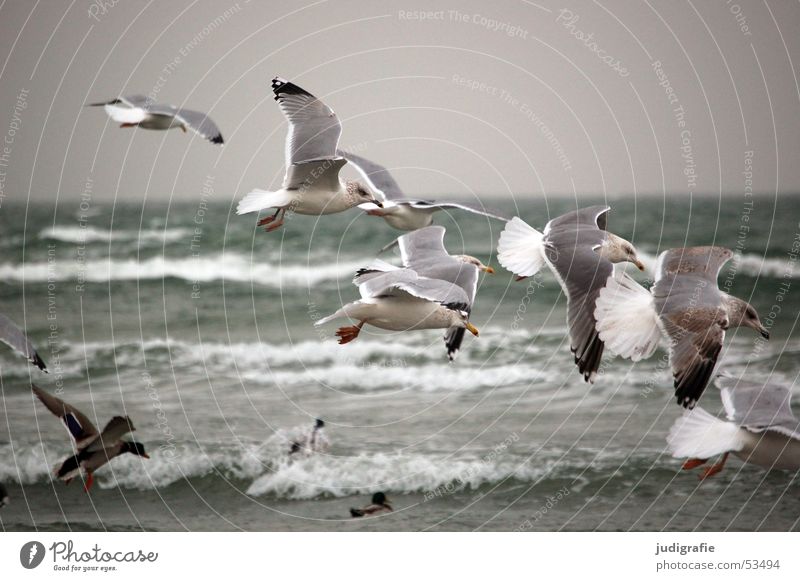 Möwen an der Ostsee See Vogel Meer Wellen grau kalt Strand Ente Wasser Luftverkehr Bewegung Flügel Feder