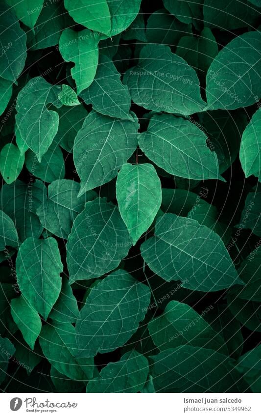 grüne japanische Knöterich Pflanze Blätter im Frühjahr Saison, grüner Hintergrund Blatt grüne Pflanze grüne Blätter grünes Blatt Japanischer Staudenknöterich