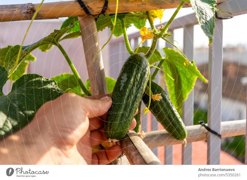 Hände halten eine wachsende Gurke im städtischen Garten. Urban Home Gartenarbeit Konzept, gesunde Ernährung Hintergrund frisch landwirtschaftlich Salatgurke