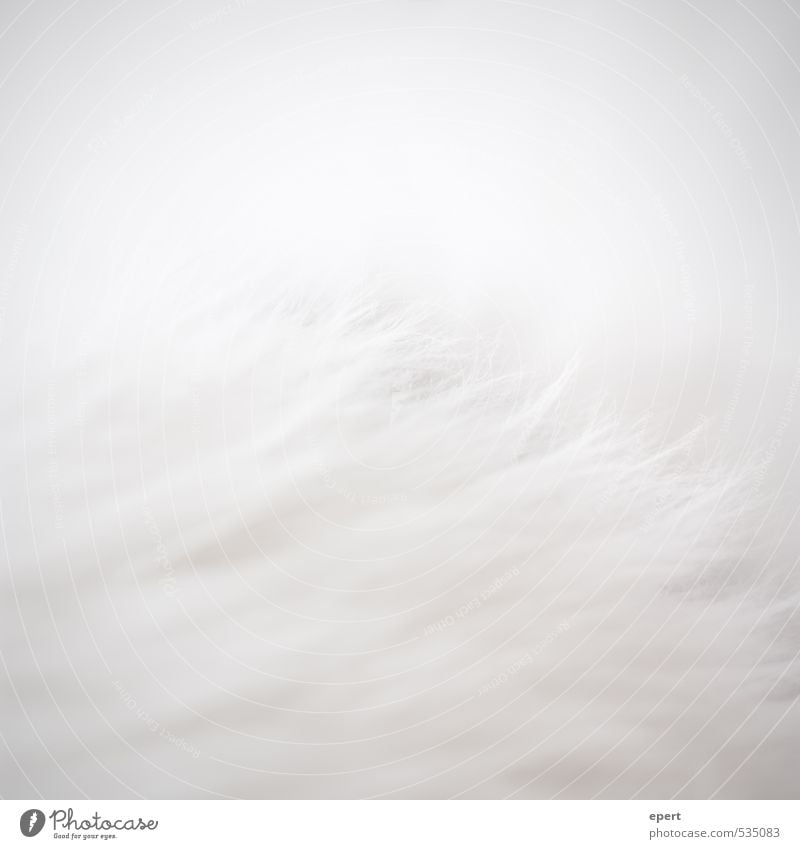 Eisbär vor Eisberg Fell Haare & Frisuren weißhaarig Teppich ästhetisch einfach einzigartig weich grau Perspektive rein Farbfoto Gedeckte Farben Innenaufnahme