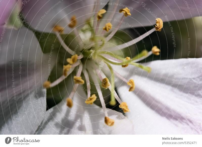 Staubgefäße von Apfelblüten Makro Blume Blütezeit Staubfäden Pollen gelb Frühling Blühend Makroaufnahme Detailaufnahme Blütenstempel