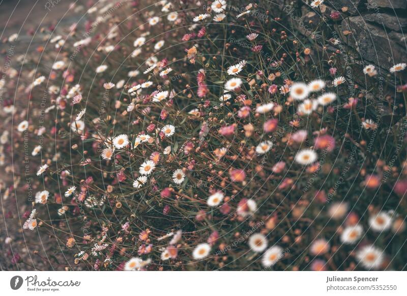 Mexikanisches Flohkraut Margeriten mexikanisch Wildblume Wildblumen Gänseblümchen Erigeron karvinskianus Mexikanische Flohkrautpflanze Pflanzen Wildpflanzen