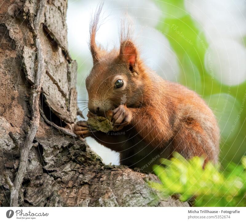 Fressendes Eichhörnchen im Baum Sciurus vulgaris Tiergesicht Kopf Auge Nase Maul Ohr Schwanz Pfoten Krallen Fell Nagetiere knabbern fressen Nahrung Ernährung