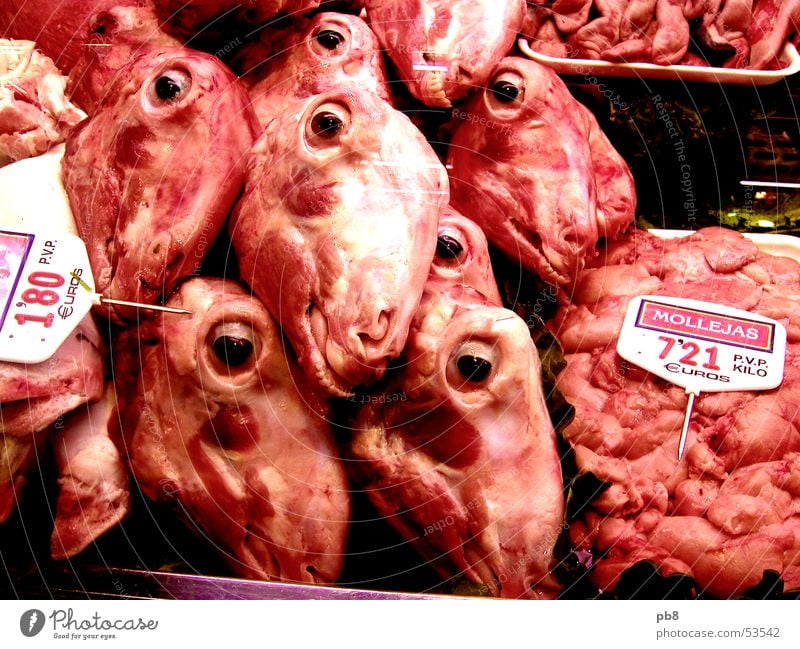 Fleischbeschau Schaf Ernährung Spanien Barcelona rot Schaufenster Metzger Auge Mund Lamm Markt Blut meat head eyes mouth sheep market spain red blood butcher