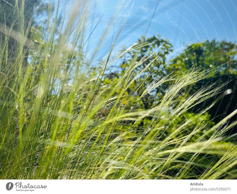 Gräser im Sommerwind mit Bäumen Gras blauer Himmel Wiese Wind Sonnenlicht Natur Pflanze grün Unschärfe