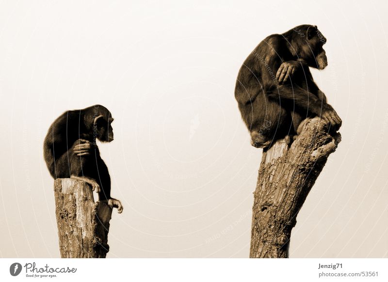 Heute noch was vor? Affen Schimpansen Menschenaffen Publikum Ausdauer Zeit See sitzen warten beobachten Blick schauen affen geduldig wait monkey watch Stil