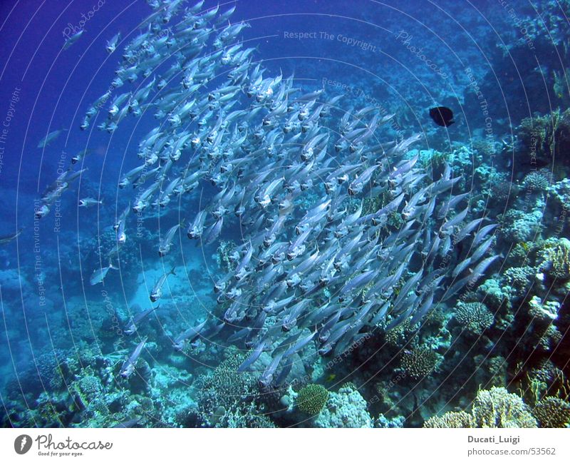 down in red sea Fischschwarm Unterwasseraufnahme Ägypten Korallen elegant viele fische Rotes Meer corals Schwarm tief luft holen