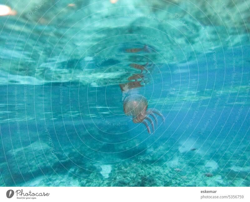 Qualle im Meer unter Wasser Unterwasseraufnahme tier schwimmen türkis Tier blau Natur Farbfoto Schwimmen & Baden Menschenleer Nahaufnahme Wildtier Tierporträt
