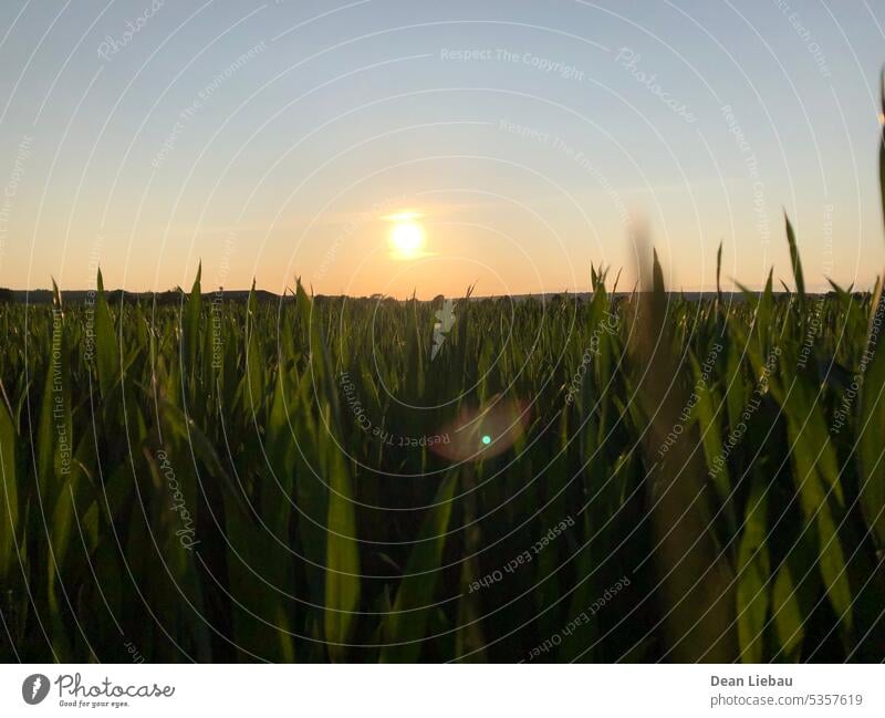 Die Sonne lässt ihr Licht über einem Feld Natur Sommer Himmel warm grün