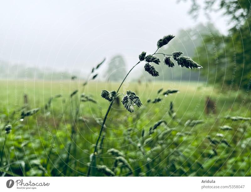 Gräser nach dem Regen Gras Wiese Weide Natur Pflanze Sommer natürlich Außenaufnahme Umwelt Wildpflanze grün Tropfen Regentropfen grau trüb Wachstum Unschärfe