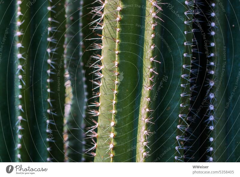 Stachelige Dinger - ein riesengroßer Kaktus im Botanischen Garten Kakteen Pflanze Botanik Gewächshaus Orangerie Stacheln stachelig pieksig stechen Vorsicht