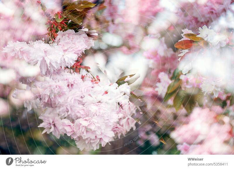 Eine zauberhaft rosige, fluffige, duftige Wolke aus Kirschblüten Kirschbaum blühen Blüten Blumen Duft Romantik romantisch Kitsch schön träumen verträumt Traum