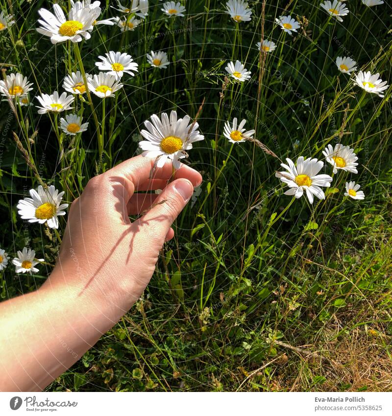 die Hand einer jungen Frau beim Pflücken von Sommerblumen Nahaufnahme Außenaufnahme mehrfarbig Blumenfeld Blumenwiese Wiesenblume Blühend Blatt Frühling zier