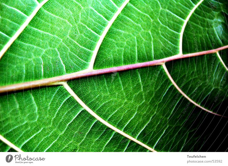 grüne phase 1 Blatt Gefäße Pflanze Photosynthese Makroaufnahme Linie Nahaufnahme Blattgrün