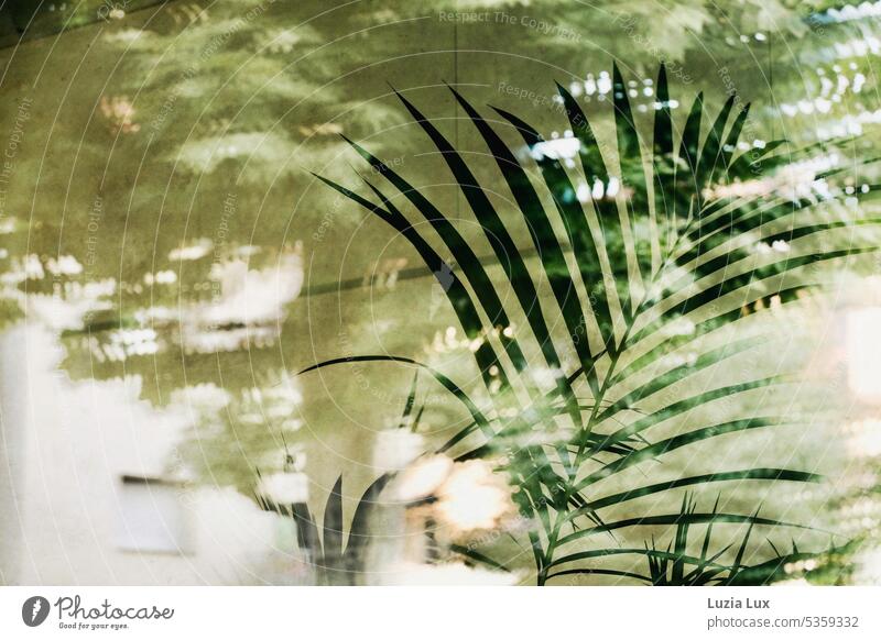 Wedel einer Kentia Palme hinter einer Scheibe, in der sich die gegenüberliegenden Hausfassaden spiegeln Licht Stadt urban grün sommerlich Sommer Kentia-Palme