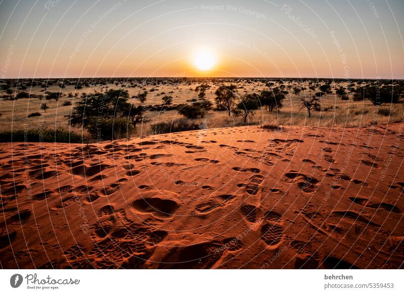 sonnengeschichten Kitsch traumhaft Sehnsucht romantisch Sonne beeindruckend Düne träumen Wärme Sand Sonnenaufgang Kalahari Morgendämmerung Namibia Ferne reisen