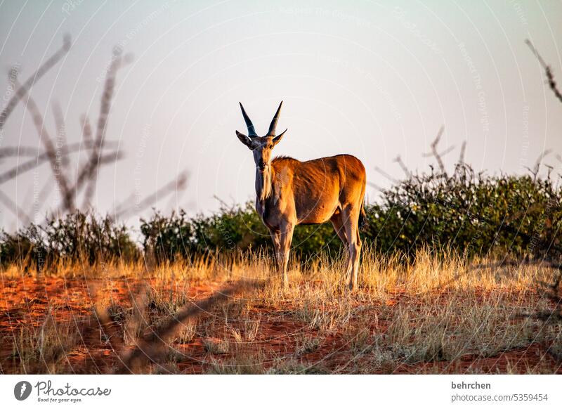 tierisch Fernweh Tierliebe Afrika Tierschutz Safari Namibia Savanne Gras Antilopen Elenantilope Kalahari Wildnis Wildtier frei wild außergewöhnlich fantastisch