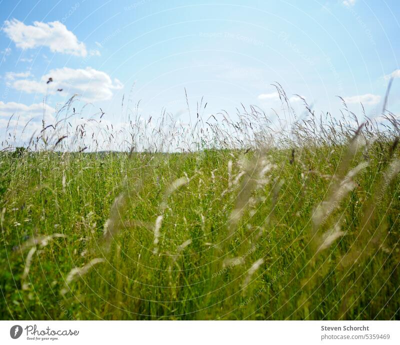 Gräser auf dem Feld mit blauem Himmel Blauer Himmel Wolken Schönes Wetter Außenaufnahme Farbfoto Menschenleer Tag Sonnenlicht Sommer Natur Umwelt