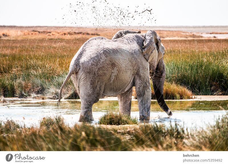 morgentoilette Schlamm Schlammbad Tierporträt Tierschutz besonders Tierliebe Wasserloch Landschaft Natur Gras beeindruckend Freiheit Afrika weite Ferne Fernweh