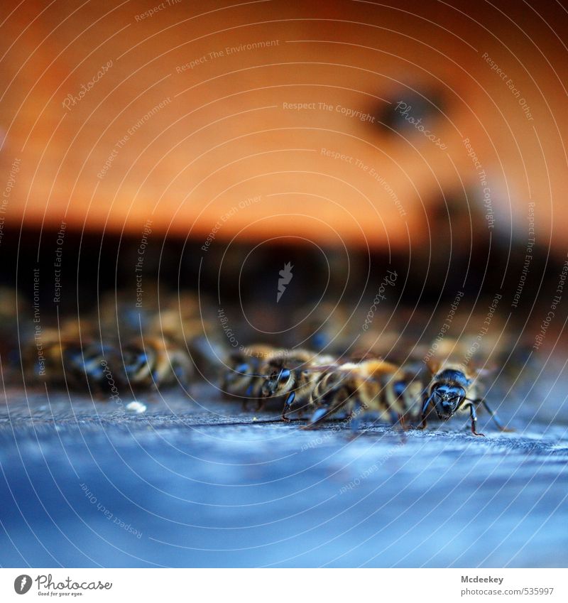 other colonies 7 Sommer Schönes Wetter Tier Nutztier Wildtier Biene Tiergruppe Schwarm krabbeln Blick sitzen bedrohlich natürlich weich blau braun mehrfarbig