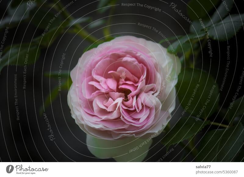 Rosenzeit | rosa Rosenblüte mit Blattgrün vor dunklem Hintergrund Blüte Duft Blume Garten Sommer Blühend Nahaufnahme Pflanze Rosenblätter ästhetisch Romantik