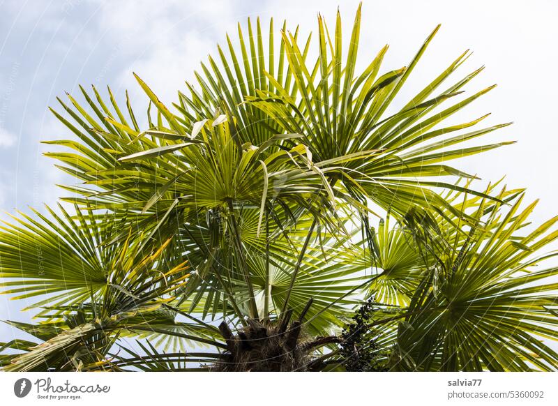 Froschperspektive | unter Palmen liegen Palmenblätter grün Blatt Himmel Pflanze Sommer Ferien & Urlaub & Reisen Palmenwedel Natur Urlaubsstimmung Palmenzweig