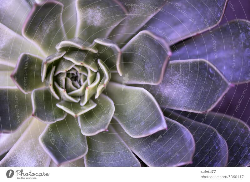 Hauswurz mit spiraler Blattanordnung nach Fibonacci Succulenten Sempervivum Spirale Strukturen & Formen Pflanze Natur Makroaufnahme Nahaufnahme Muster