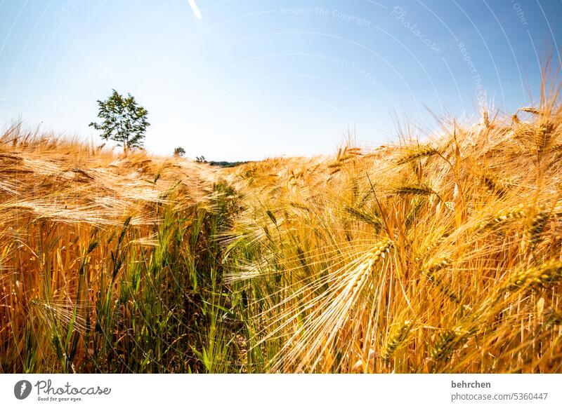 korn an korn Ähre Himmel Lebensmittel Ernährung natürlich Granne Gesundheit wichtig wertvoll golden Feld Getreide Hafer Weizen Roggen Gerste Getreidefeld Sommer