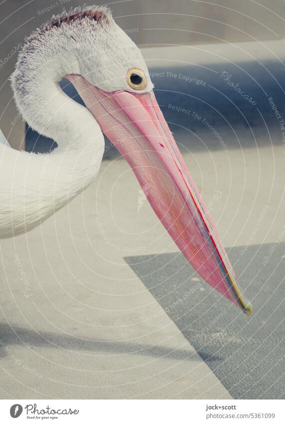 Porträt vom Australian pelican Brillenpelikan Tier Vogel Wildtier Pelikan Vogelbeobachtung Hintergrund neutral Australien Tierporträt Schnabel Tiergesicht Boden