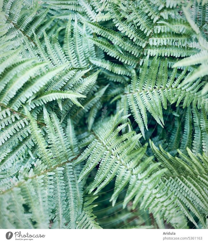 Farn Farnblatt Natur grün Pflanze Blatt Grünpflanze