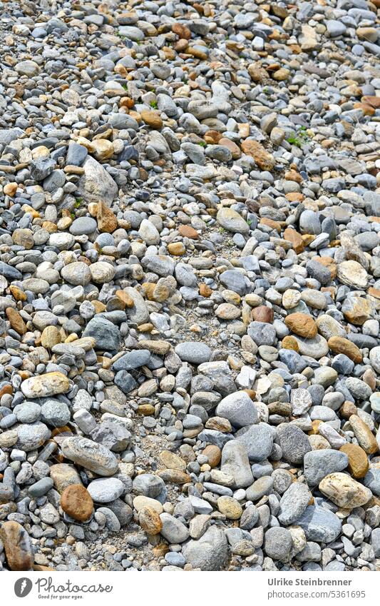Kies oder Schotter kann man nie genug haben Kieselsteine Kieselstrand Seegrund geschliffen Steine steinig Steinstrand Vielfalt Gestein grau Natur Strand