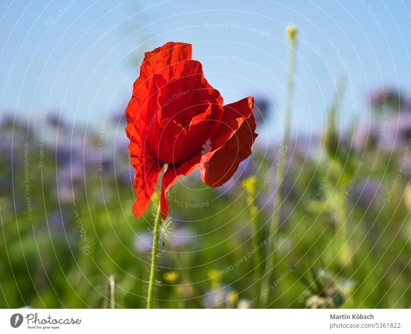 Mohnblume isoliert im Kornfeld. Blaue Kornblumen im Hintergrund. Landschaft Feld Weizen Wiese Himmel grün rot Natur Ackerbau Bodenbearbeitung natürlich