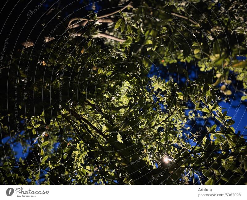 Strauch bei Nacht im Straßenlaternenlicht Busch Zweige Zweige u. Äste Natur Pflanze Außenaufnahme nachts Straßenbeleuchtung Blätter Licht grün blau Unschärfe