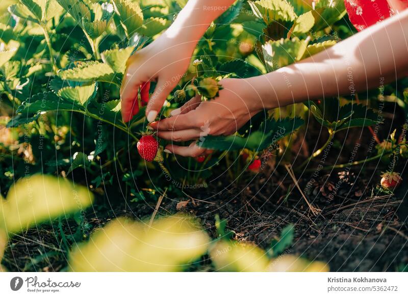 Frau pflückt reife rote Erdbeeren vom Strauch im Sommergarten. Ernte-Konzept. Ackerbau Bett Beeren Nahaufnahme abholen Tag Öko essbar gesichtslos Bauernhof