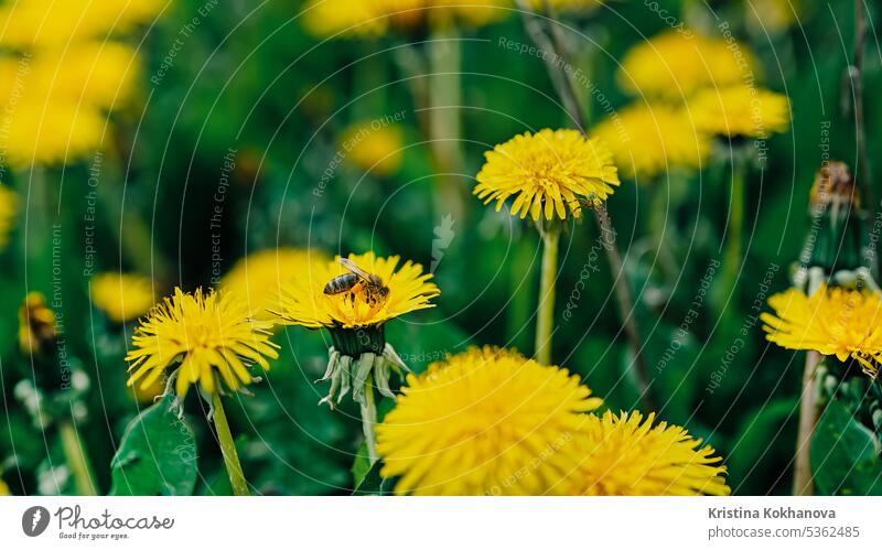 Biene auf gelber Löwenzahnblüte, die Nektar sammelt. Insekten beim Pollensammeln. Tier Hintergrund schön Schönheit Bienengefährten Bienensammeln Biene auf Wiese