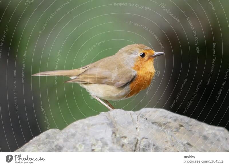 Rotkehlchen posiert im Profil Vogel klein niedlich Tierporträt Singvögel Singvogel Wildtier Ornithologie Garten Natur Vögel Stein Wald Bach posieren Tierschutz