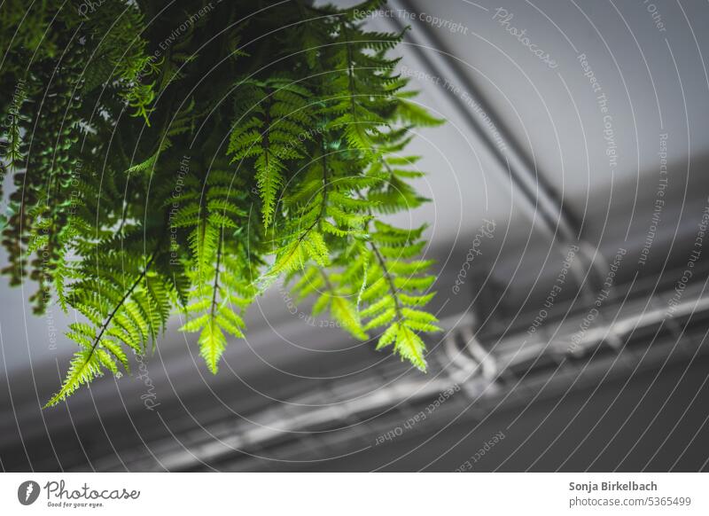 Mal ein bißchen abhängen Farn Pflanzen Zimmerdecke Dekoration grün leuchtend Dekoration & Verzierung Farbfoto Natur Kunstpflanzen abstrakt frisch Blatt Garten