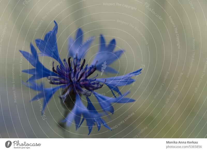 Kornblumenblau Zyane Centaurea cyanus korbblütler Wildblume Sommerblume blaue Blumen blaue Blüte Feldblumen heimisch heimische Wildblume sommerlich Natur blühen