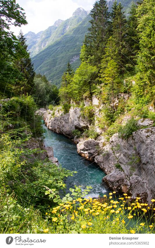 Wandern im Soca-Tal in Slowenien reisen Landschaft Europa wandern Ansicht Natur Berge u. Gebirge im Freien soca Wald grün Abenteuer Fluss Tourismus Alpen Klippe