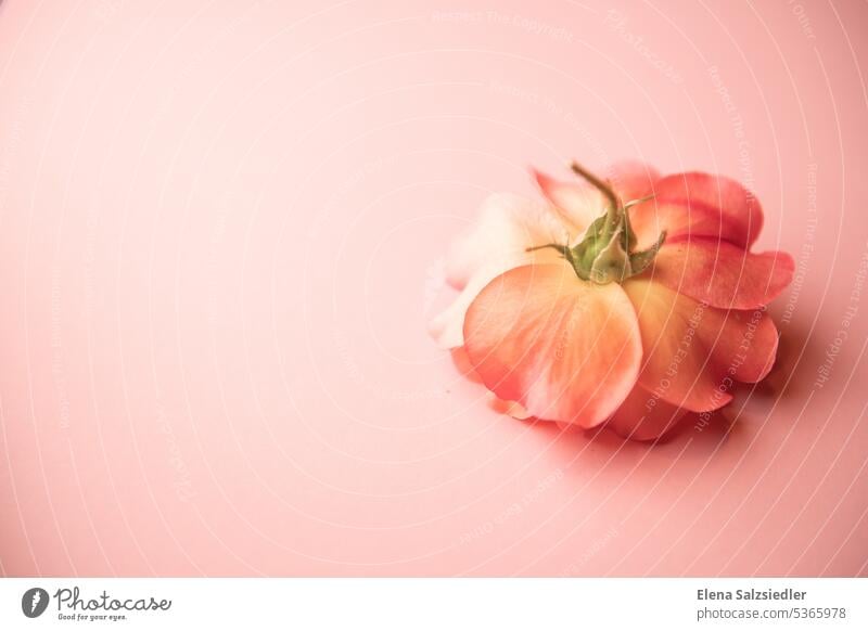 Rose auf einem rosa Hintegrund Erinnerung romantisch blumenblatt Rosenblätter Blatt Blumen verliebt sein Vorfreude Feste & Feiern Fröhlichkeit Treue Sympathie