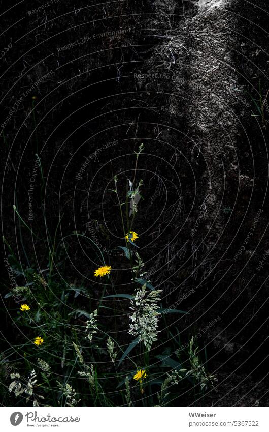 In einem dunklen Winkel des Waldes wachsen Blumen und Gräser dem fernen Licht entgegen Wals Natur Pflanzen dunkel Wurzeln Erde unten tief streben Lichteinfall