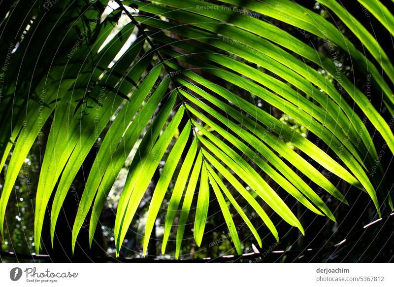 Die Sonne strahlt auf die Blätter eines Farne. Farnblätter Umwelt Blatt Pflanze Wachstum Farbfoto natürlich Grünpflanze Detailaufnahme Außenaufnahme Echte Farne