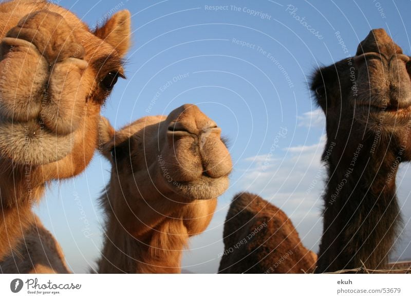 Omans Camels Kamel Tier Dromedar Wüste
