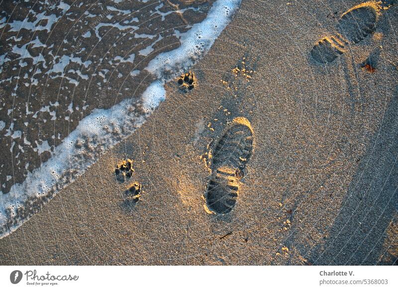 Fußspuren von Mensch und Hund am Strand im Abendlicht Sand Wasser Meer Pfotenabdrücke Schuhabdrücke Ferien & Urlaub & Reisen Außenaufnahme Sandstrand Spuren