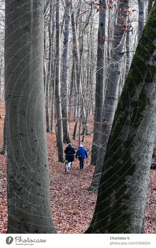 Grau in Grau I Novemberspaziergang Wald Bäume weggehen Natur Spaziergang Baumstämme Zentralperspektive Außenaufnahme Umwelt Baumstamm Holz Forst Landschaft