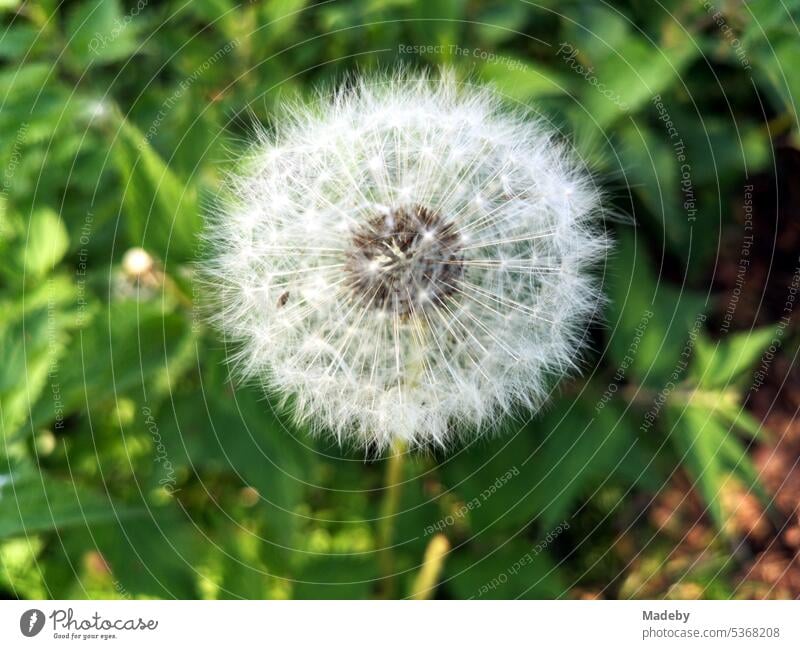 Pusteblume im Sommer in freier Natur in Oerlinghausen bei Bielefeld am Hermannsweg im Teutoburger Wald in Ostwestfalen-Lippe oerlinghausen ostwestfalen-lippe