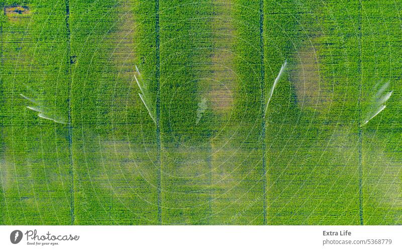 Luftaufnahme einer landwirtschaftlichen Hochdruck-Wasserberieselungsanlage, die Wasserstrahlen zur Bewässerung von Maiskulturen aussendet oben Antenne Ackerbau